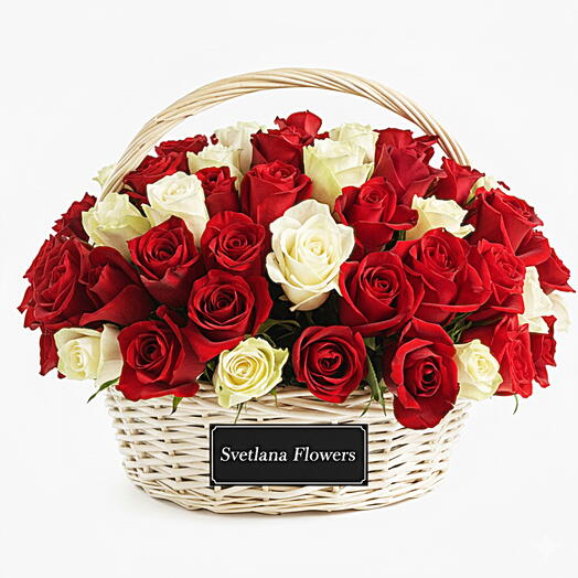 Royal Harmony – 67 Red   White Roses