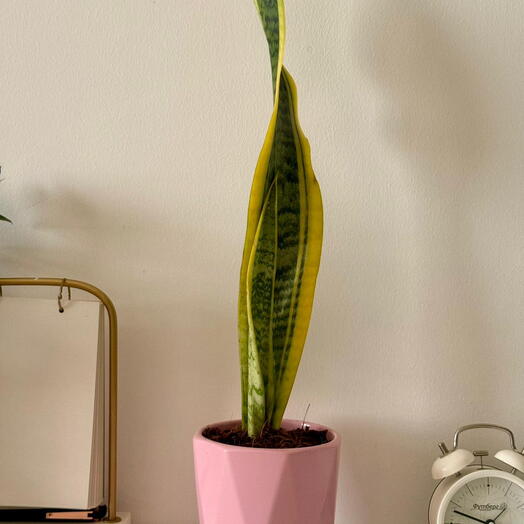 نبات الثعبان في وعاء خزفي وردي