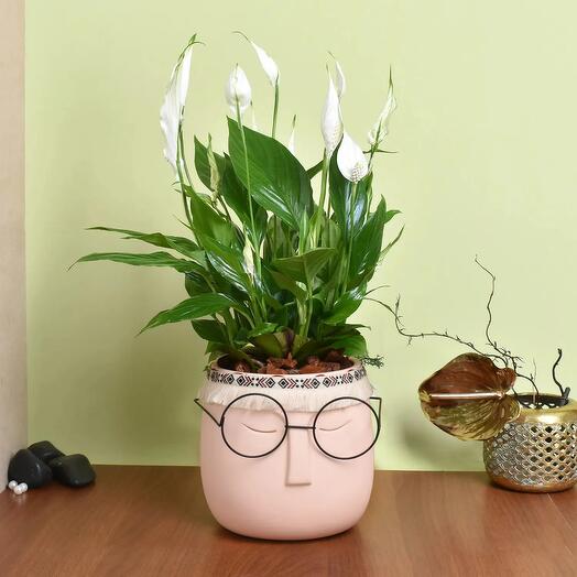 Мирная лилия в горшке премиум-класса