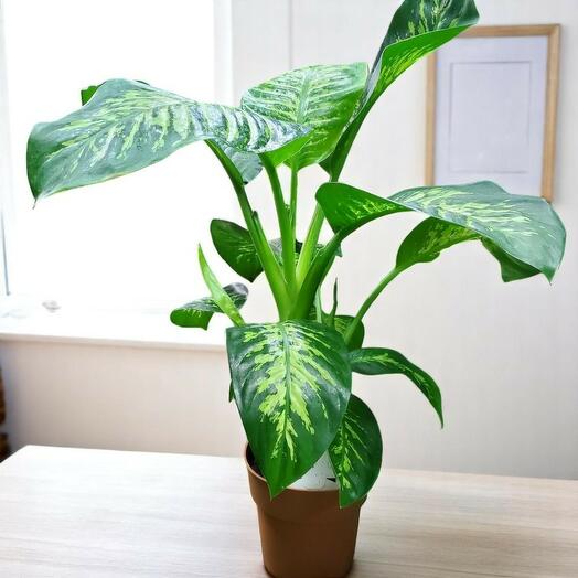 Диффенбахия