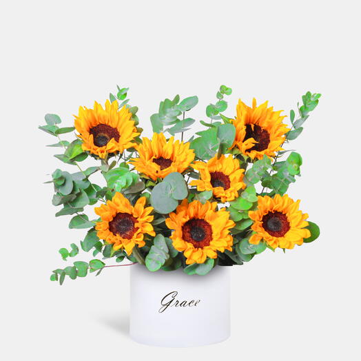 دوار الشمس في صندوق متوسط الحجم