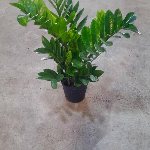 Замиокулькас