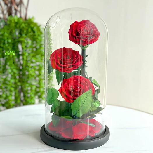 Большие стабилизированные красные розы