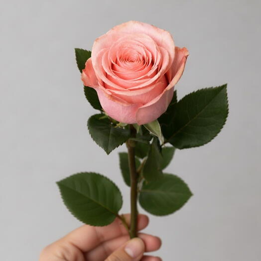 وردة خوخية وردية (وردة فاخرة)