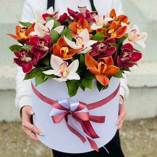 Caja grande de royal cympidium-5996