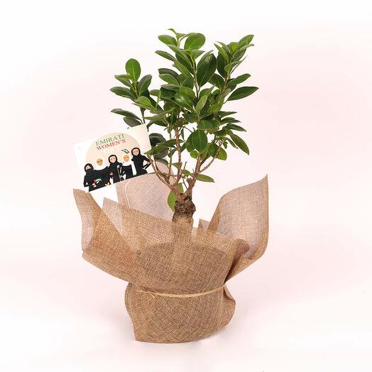 Бонсай Фикус Женьшень для Дня эмиратских женщин