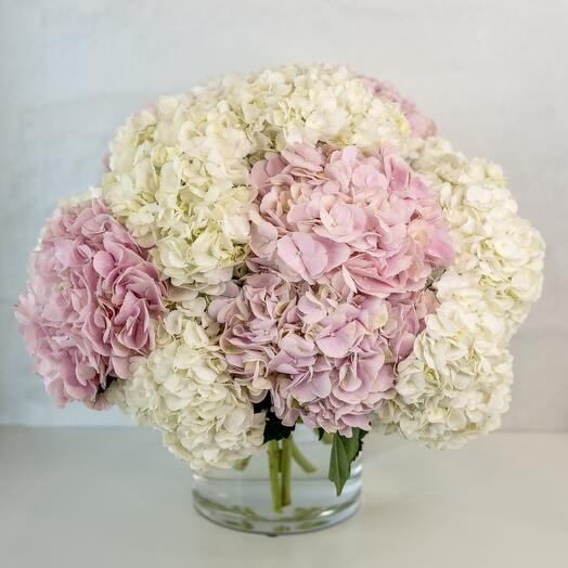 Blanc   Rose Hortensia