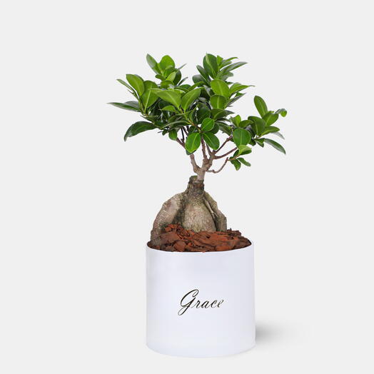 Бонсай в большой коробке