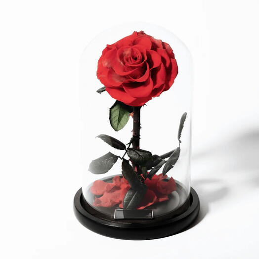 Инфинити Роуз- красная