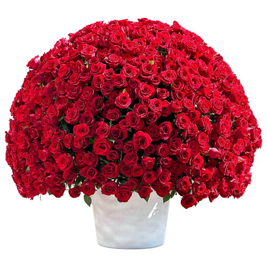 Grand Valentine 501 Red Roses Box