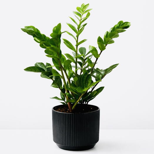 نبات ZZ الأخضر الخالد (Zamioculcas Zamiifolia) في وعاء أنيق