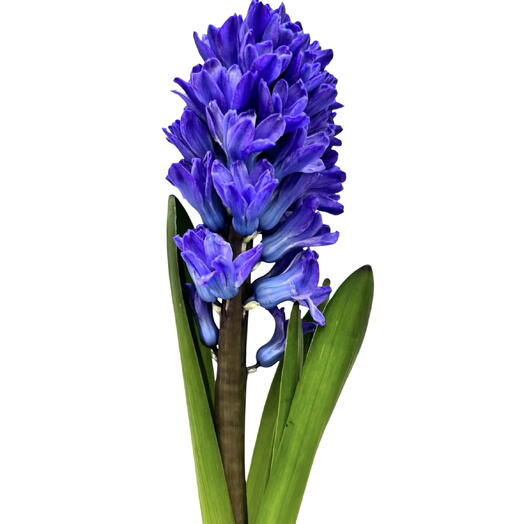 Hyacinthus blue per stem