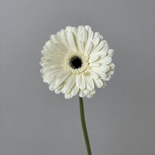 أقحوان جيربيرا أبيض (جيربيرا)