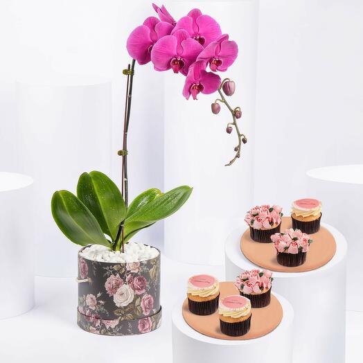 Plante d'orchidée et cupcakes