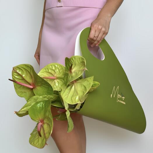 Anturio verde (15 uds)