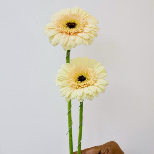 Один персиковый гермини