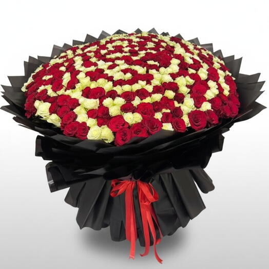 500 Red N White Roses Bouquet - Premium
