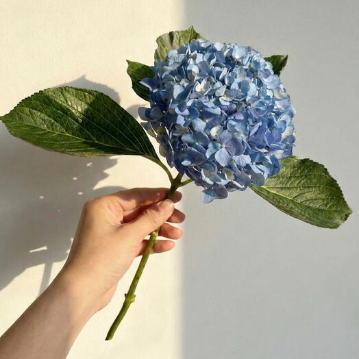 Синяя гортензия – элегантный одиночный стебель
