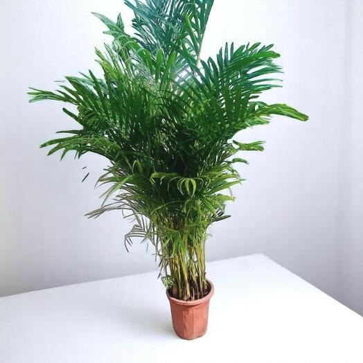 Пальма арека 1.3 м