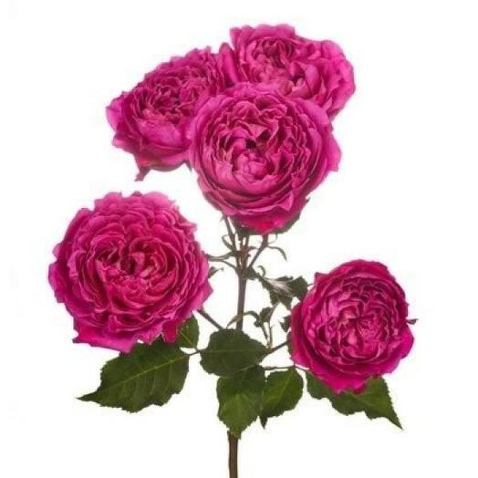 Джульетта Сериз