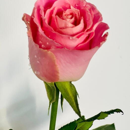 Hermosa Pink Rose Stem 50cm