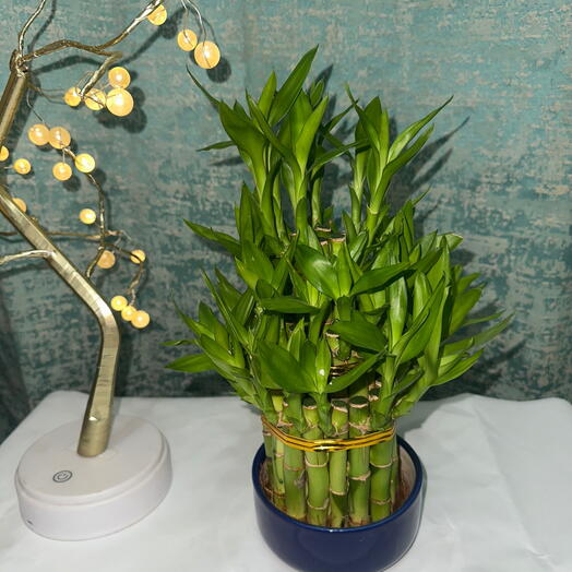 Elegant Three-Tier Lucky Bamboo – Prosperity   Positive Energy Indoor Plant Gift