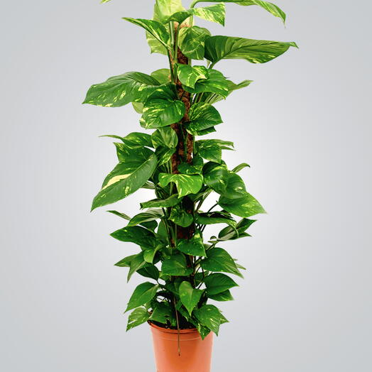 Verigatted Money Plant with Moss stick