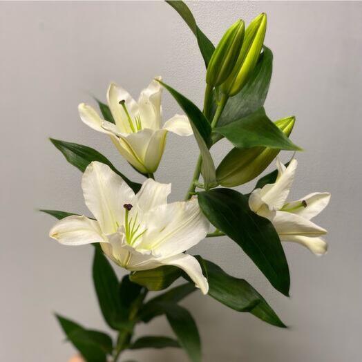 Белая лилия-779