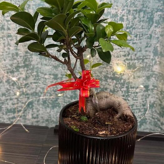 Настольное бонсай-дерево в чёрном элегантном специальном горшке для бонсая