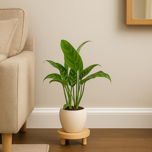 Aglaonema (Chinese Evergreen)