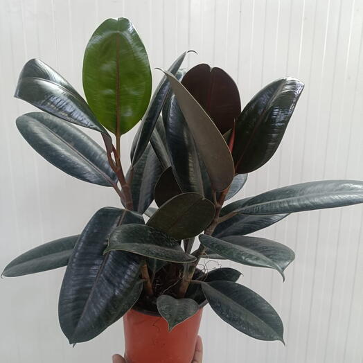 Rubber plant