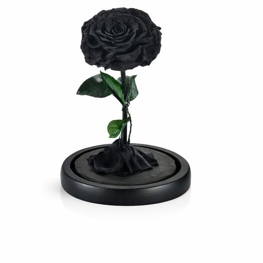 Black Infinity Rose