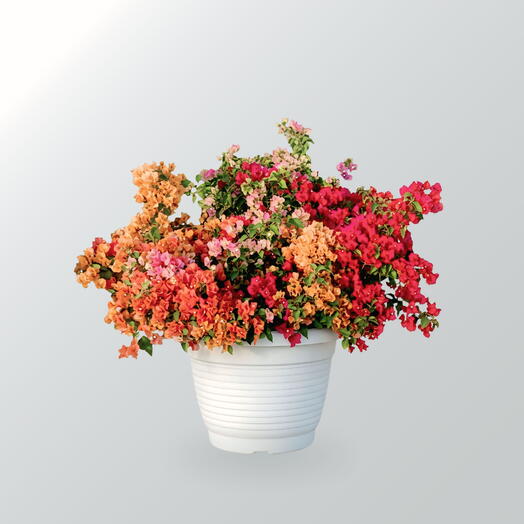 Bougainvillea Mix TC Pot