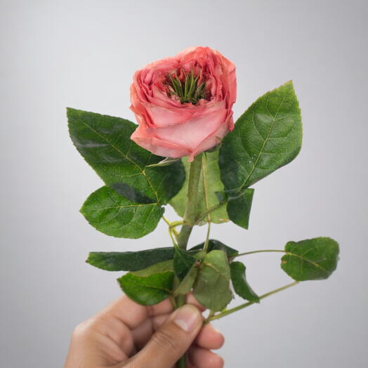 وردة ماندارين إكس-بريشن (وردة فاخرة من الإكوادور)