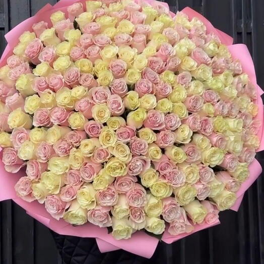 201 Roses Pastel