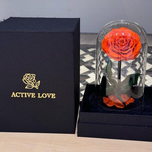 Single Orange Forever Rose