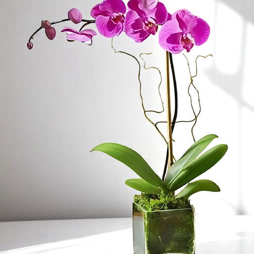 Elegant Purple Orchid Plant in Glass Vase – Premium Long-Lasting Gift for Home or Office