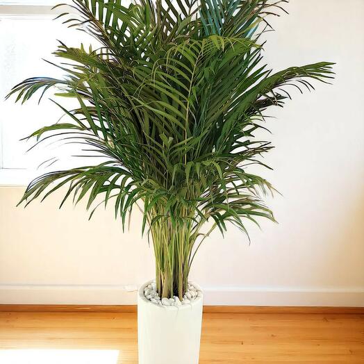 Арековая пальма 200см