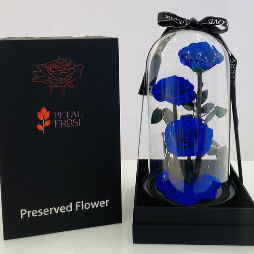 Preserved 3 Blue Roses