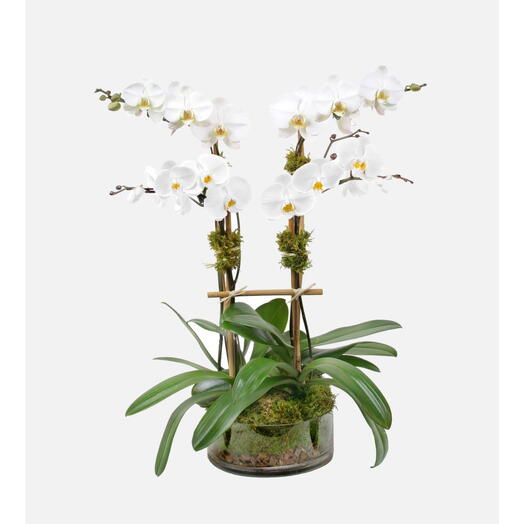 Фаленопсис с 4 стеблями в стеклянной вазе