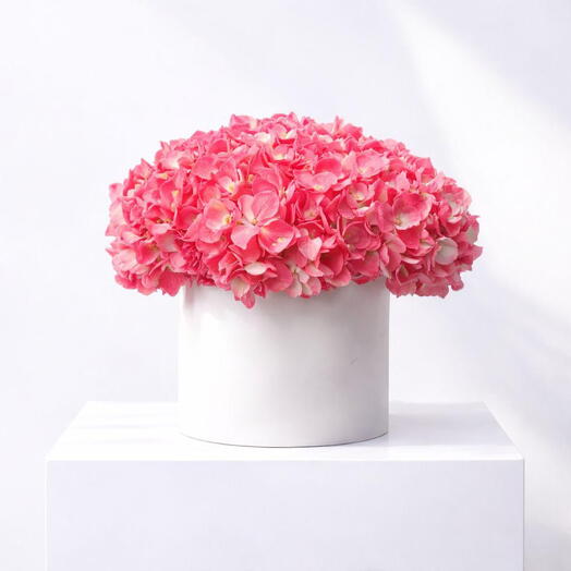 Botanica Hortensia Rose