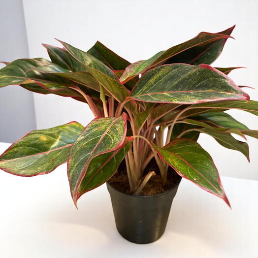 Red Aglaonema 30cm – Elegant Indoor Plant with Colorful Foliage