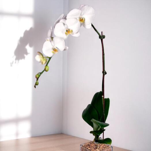 Элегантная белая орхидея | Орхидея фаленопсис в прозрачном горшке | Долговечный цветочный подарок