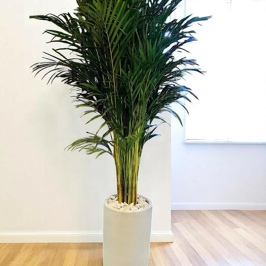 Areca Palm
