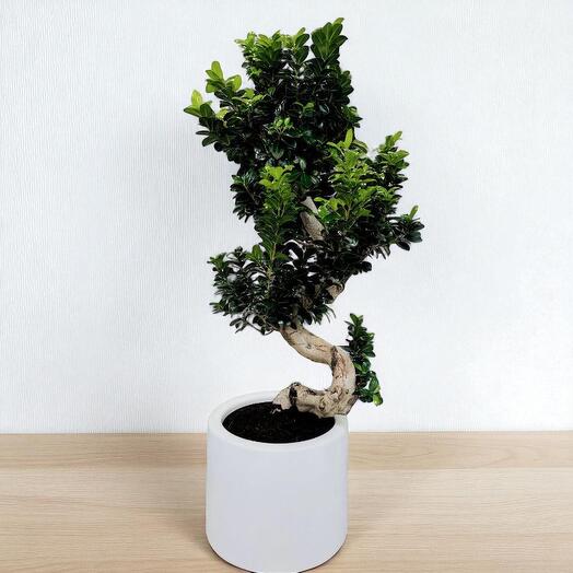 Zen Majesty: Large Indoor Bonsai Tree in Ceramic Pot