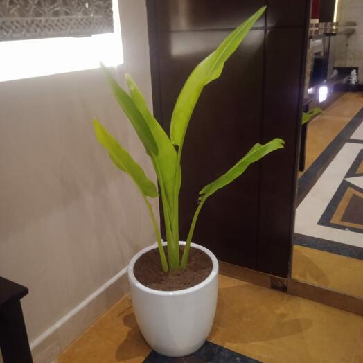 Банановое растение