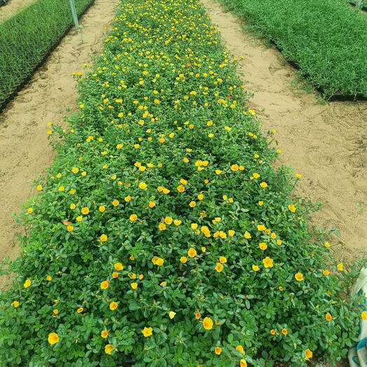 Portulaca Umbraticola 10-20CM (1x50 Pack)