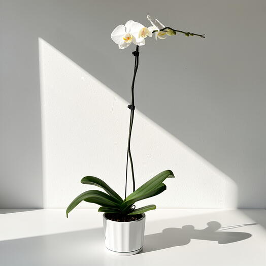 Orchidée blanche