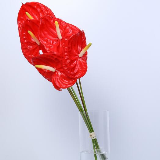 Red Anthurium - 569