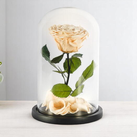 Персиковая стабилизированная роза в стеклянном колпаке одиночная